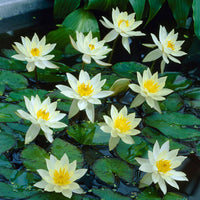 Water lily Nymphaea 'Pygmaea Helvola' yellow