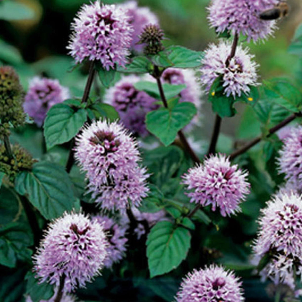 Water mint Mentha aquatica purple - Waterside plant