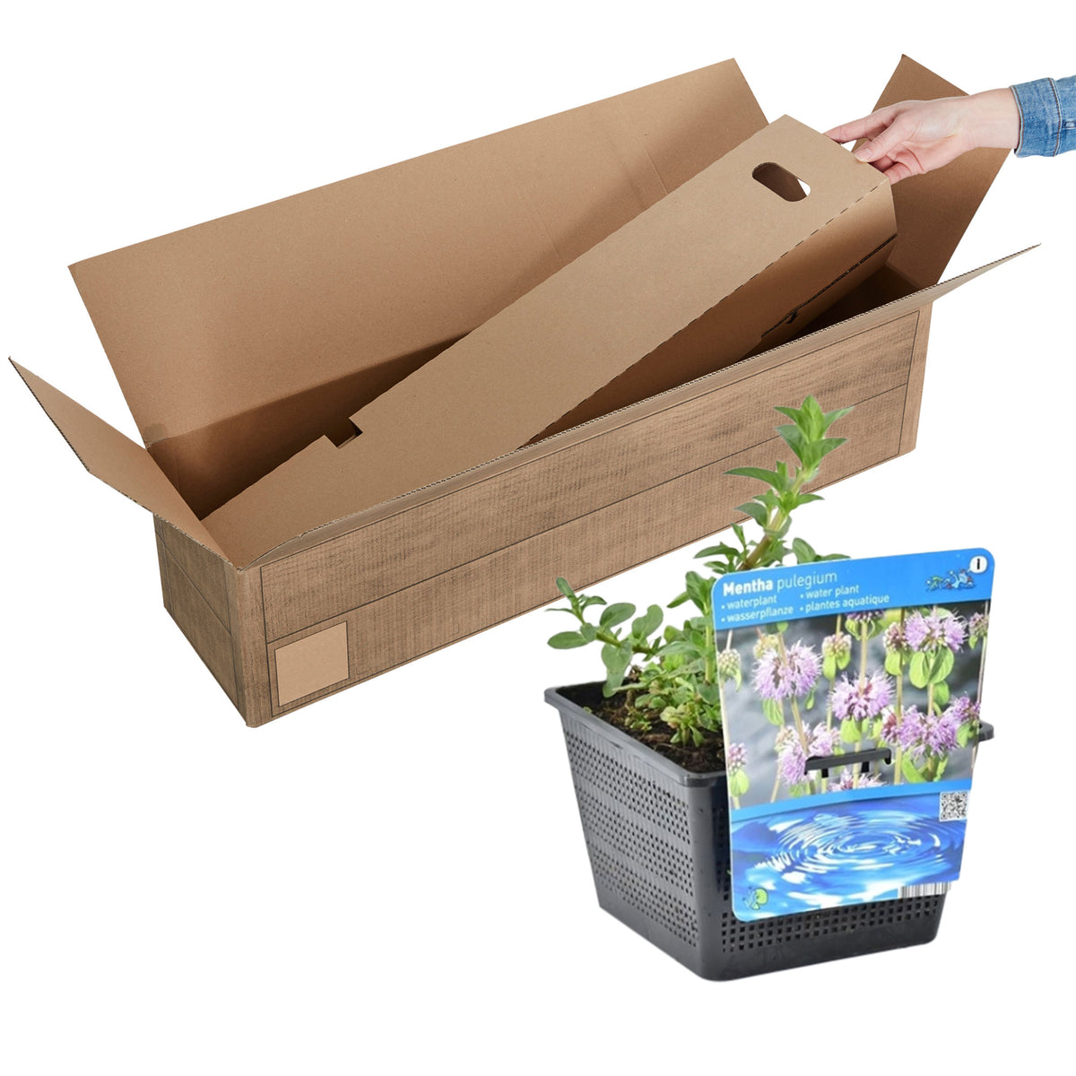Water mint Mentha aquatica purple - Waterside plant