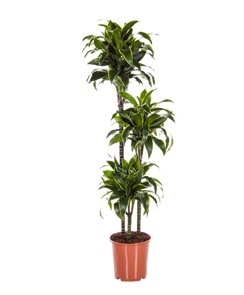 dracaena dorado tree Dragon Tree Dracaena 'Dorado'