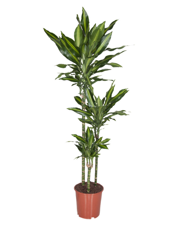 Dragon Tree Dracaena 'Cintho'