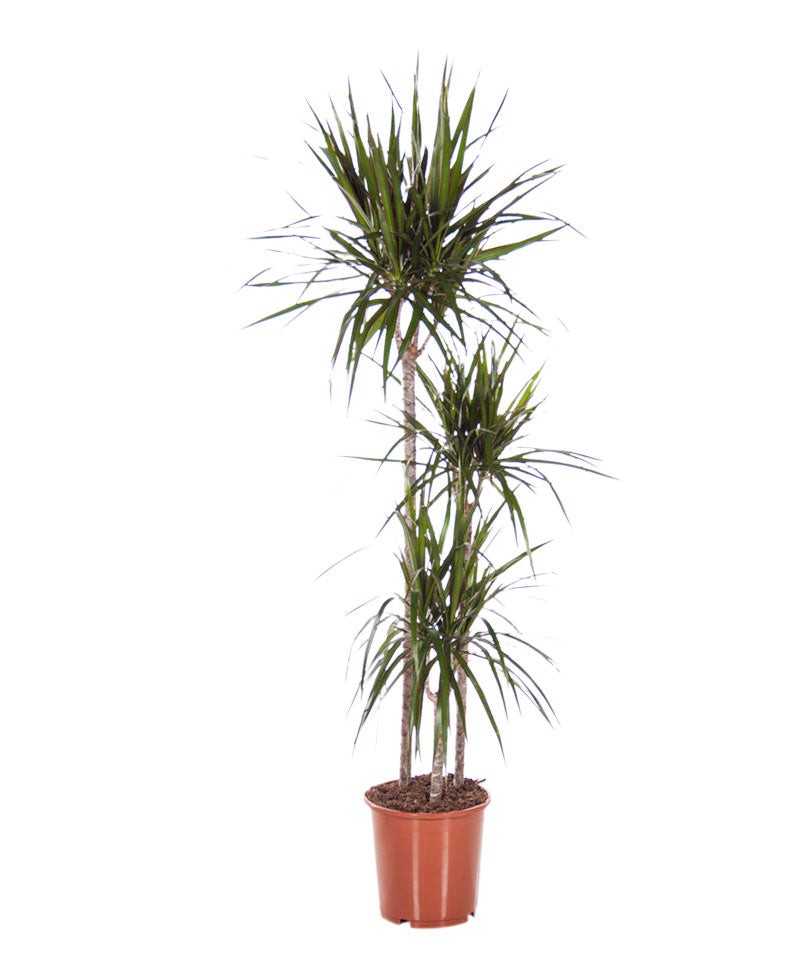 Dragon Tree Dracaena 'Magenta'