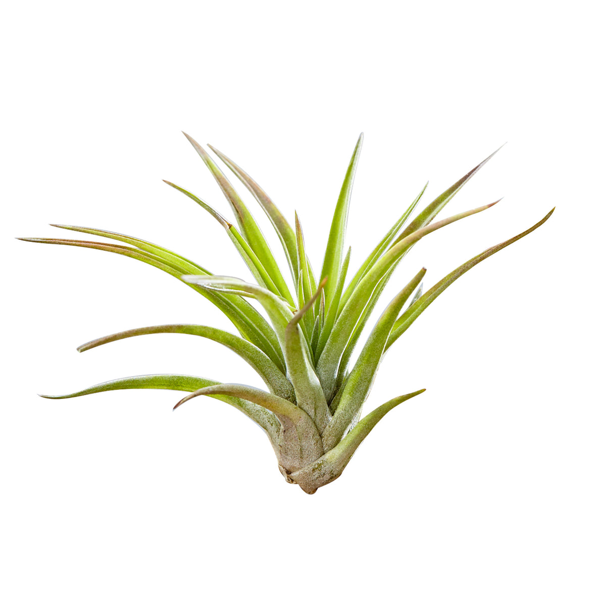2x Bromelia Tillandsia green on deco wood