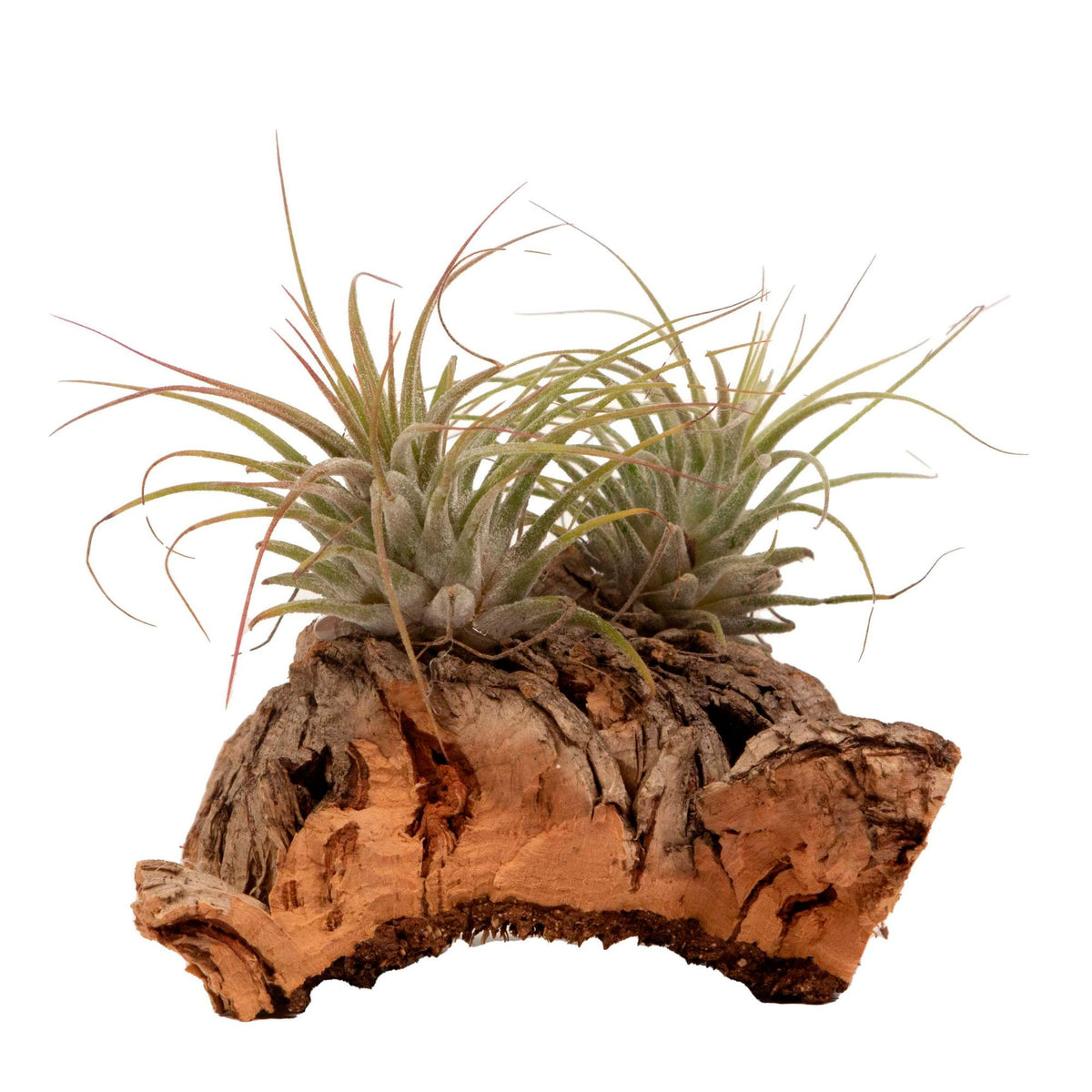 2x Bromelia Tillandsia green on deco wood