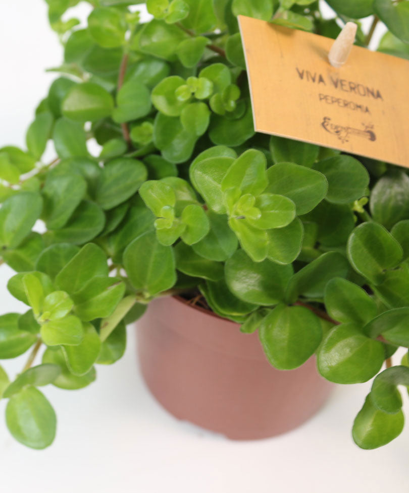 Trailing jade Peperomia rotundifolia - Hanging plant