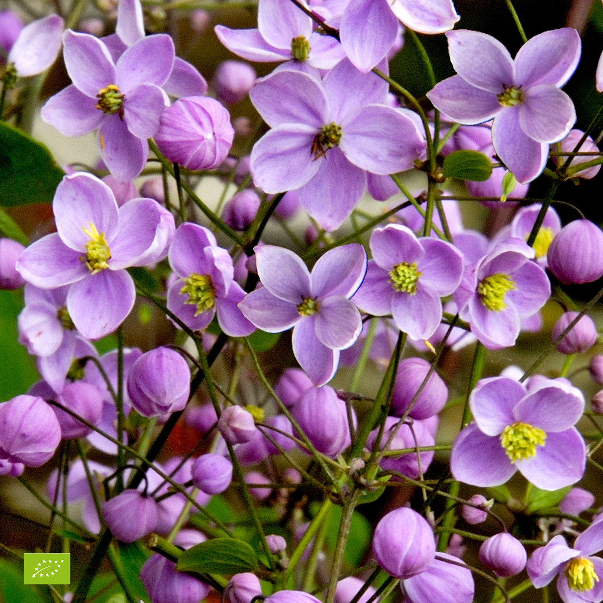 Chinese meadow rue Thalictrum delavayi - Organic pink - Hardy plant