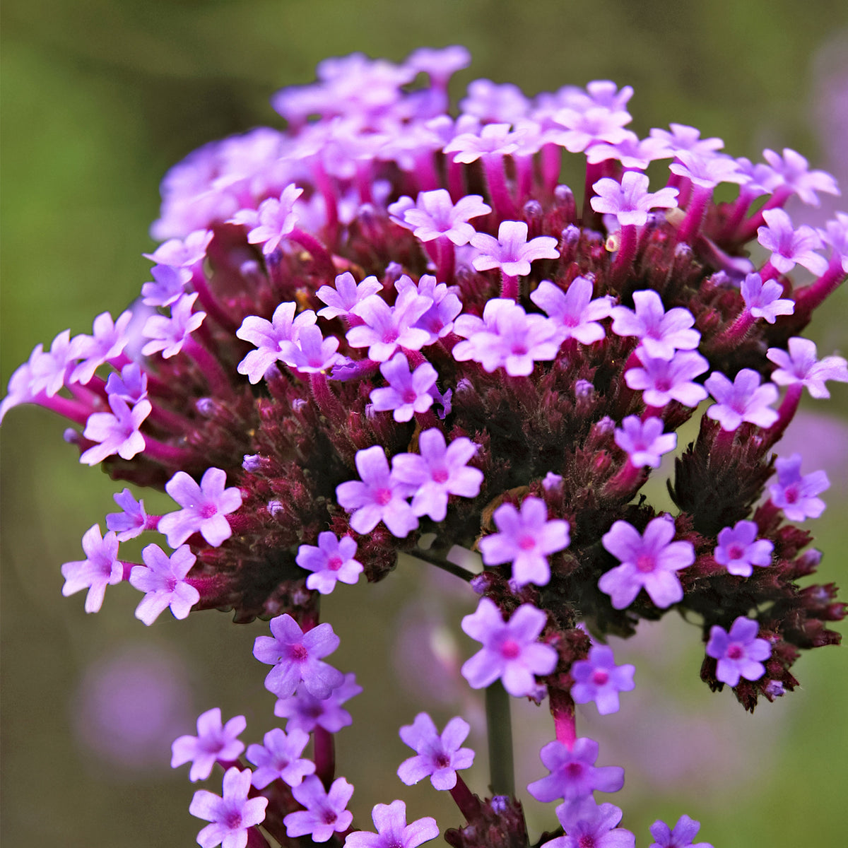 Verbena Verbena 'Lollipop' - Organic purple - Hardy plant