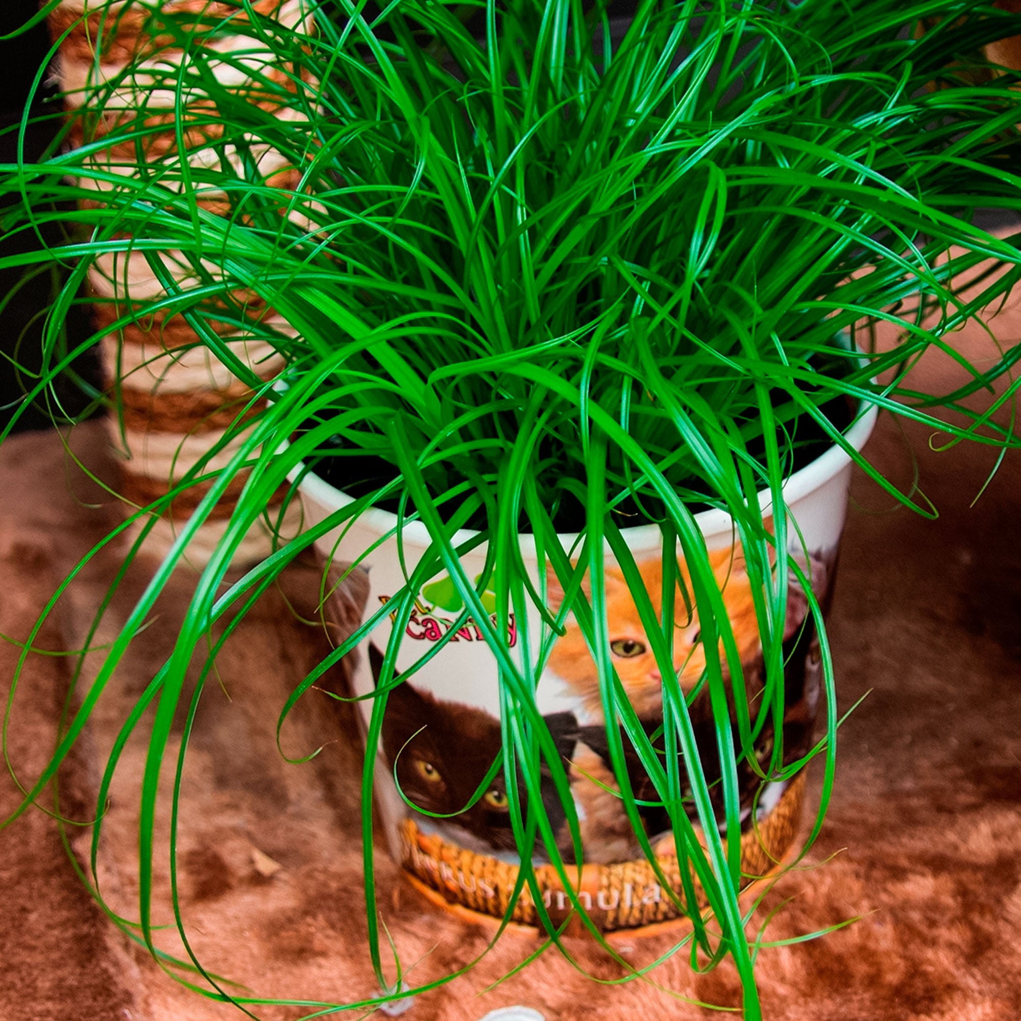 Cat grass Cyperus 'Zumula'