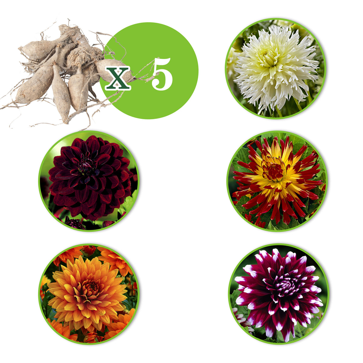 5x Large-flowered Dahlia - Mix 'The Kiss'