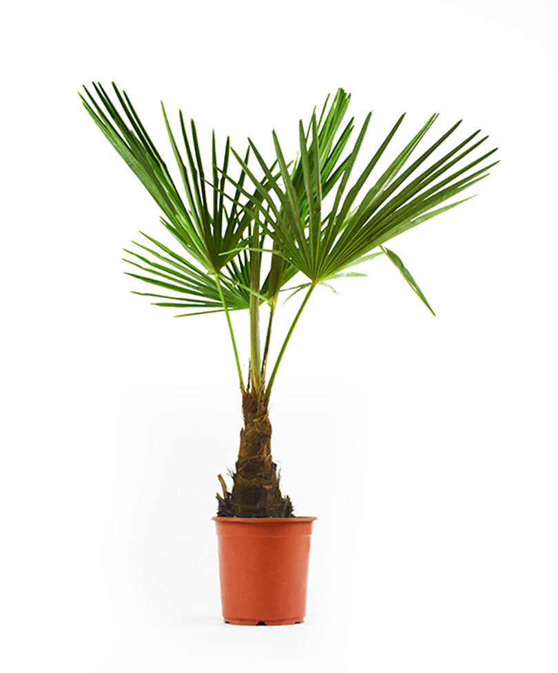 Chinese windmill palm Trachycarpus fortunei Green - Hardy plant