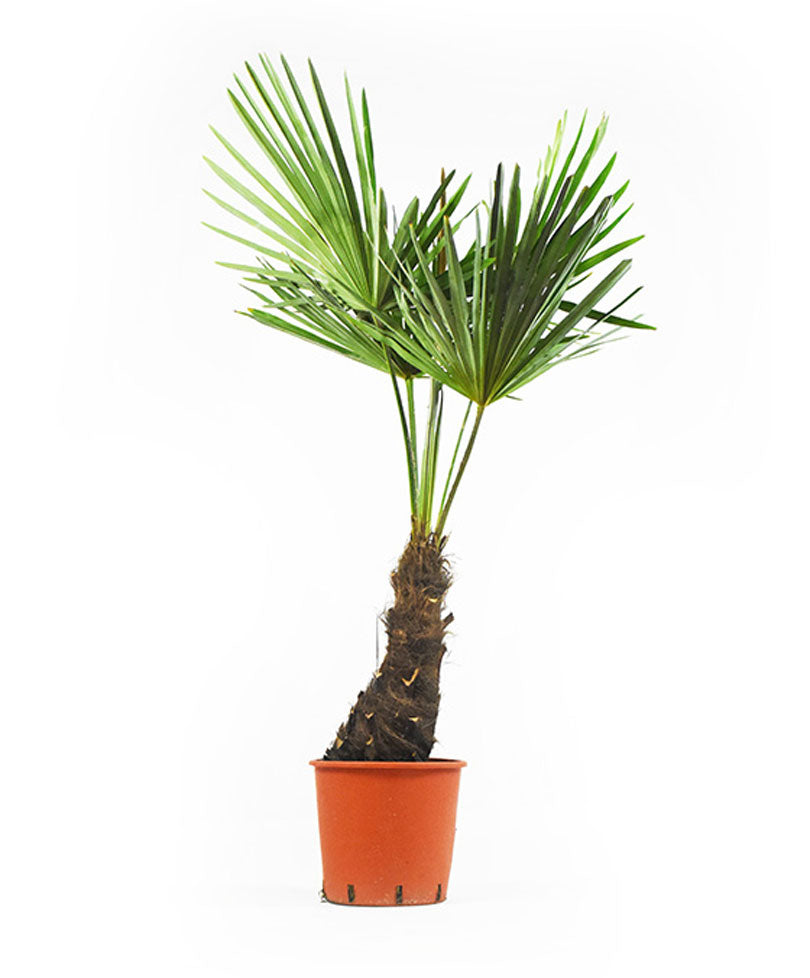 Chinese windmill palm Trachycarpus fortunei Green - Hardy plant