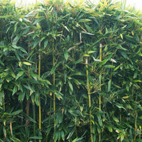 Bamboo phyllostachys bissetii green