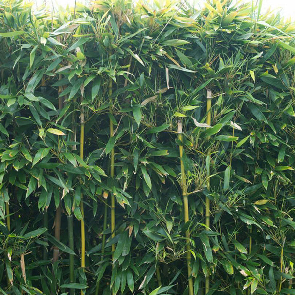 Bamboo phyllostachys bissetii green