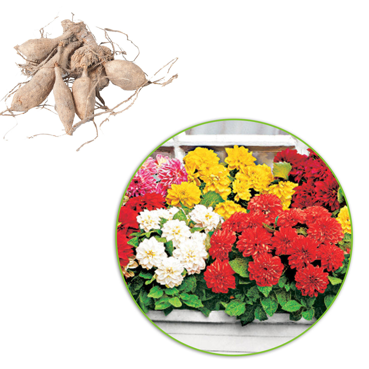 Dahlia - Mix 'Terrace View'