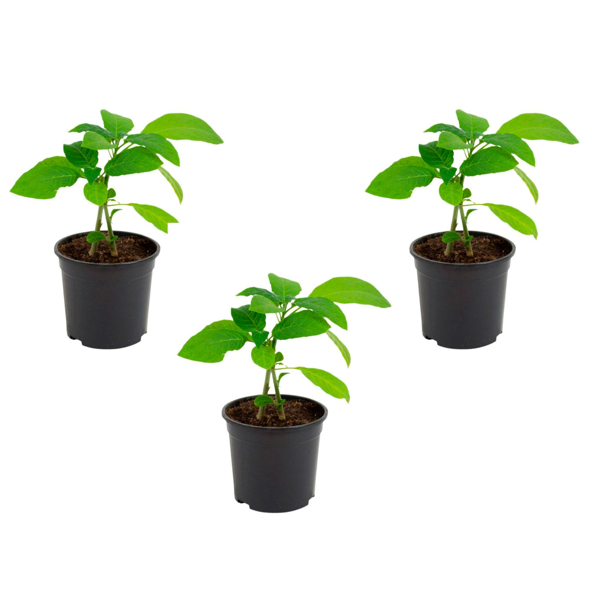 3x Angel's trumpet Brugmansia 'Tricolor' yellow-white-pink