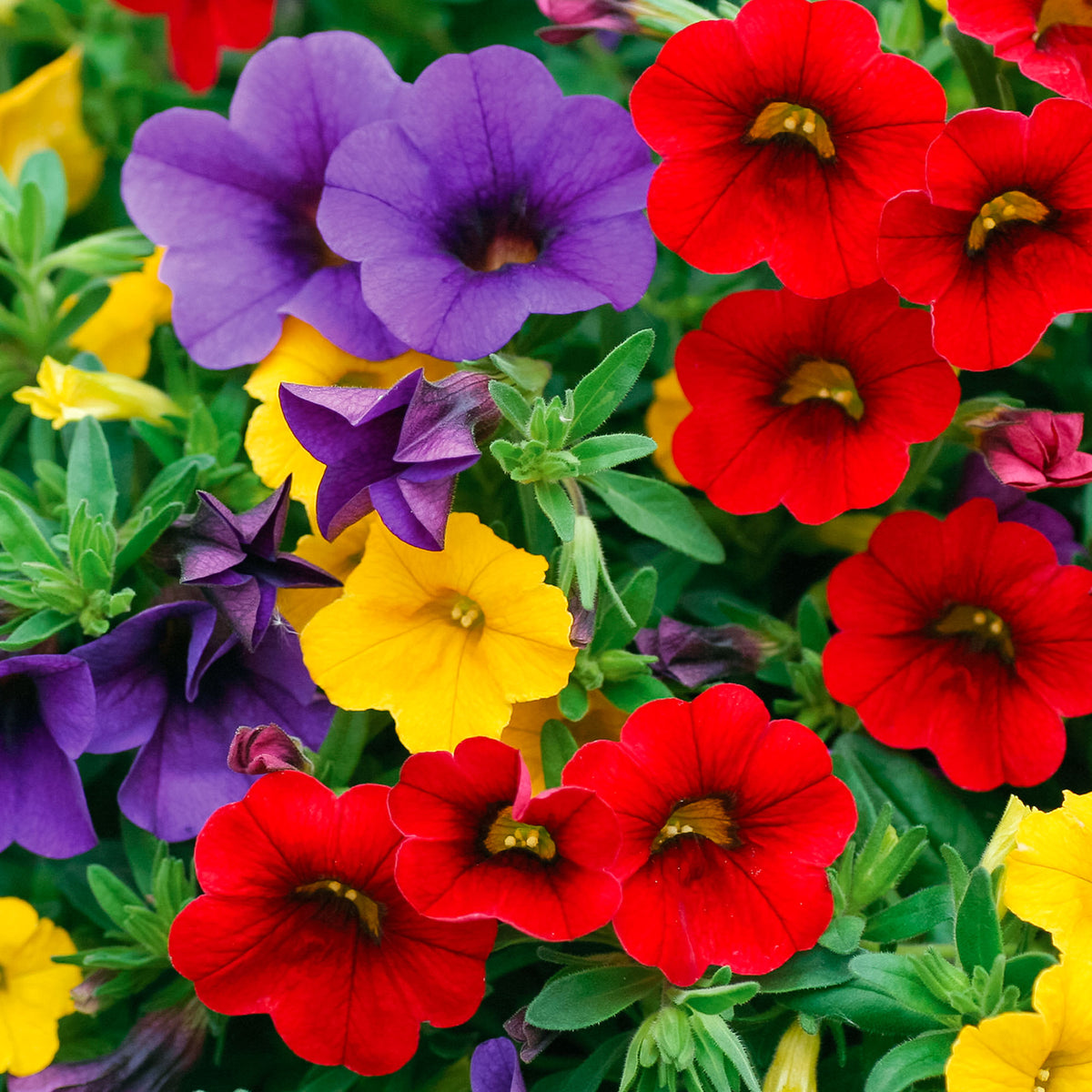 3x Mini petunia Calibrachoa - Mix 'Bolero' red-yellow-blue