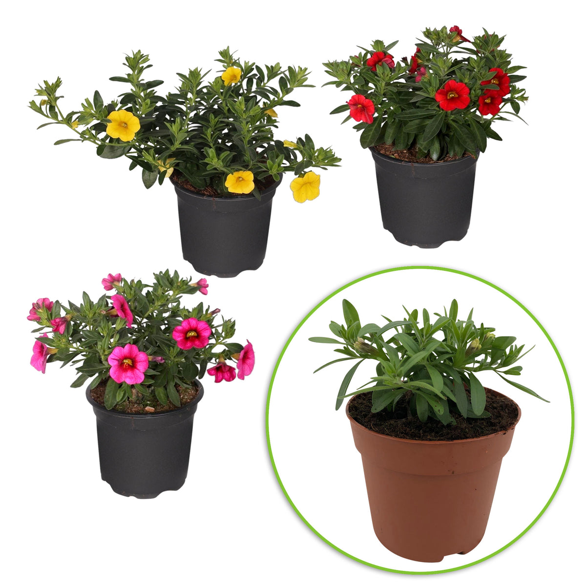 3x Mini petunia Calibrachoa - Mix 'Bolero' red-yellow-blue