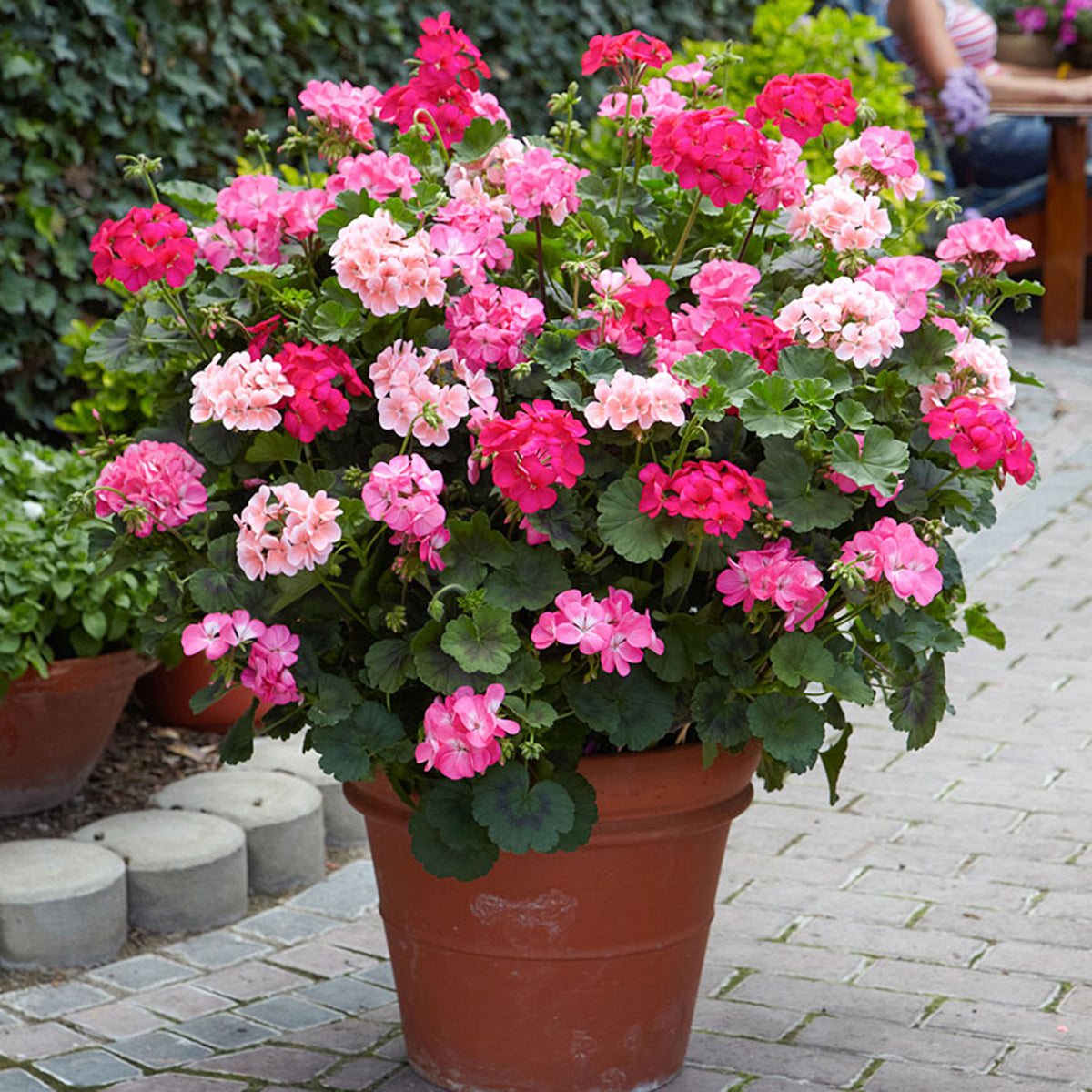 3x Geraniums Pelargonium zonale pink