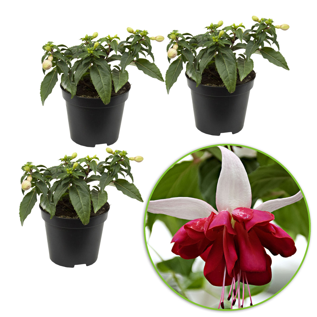 3x Double-flowered Fuchsia 'Seventh Heaven' red-white