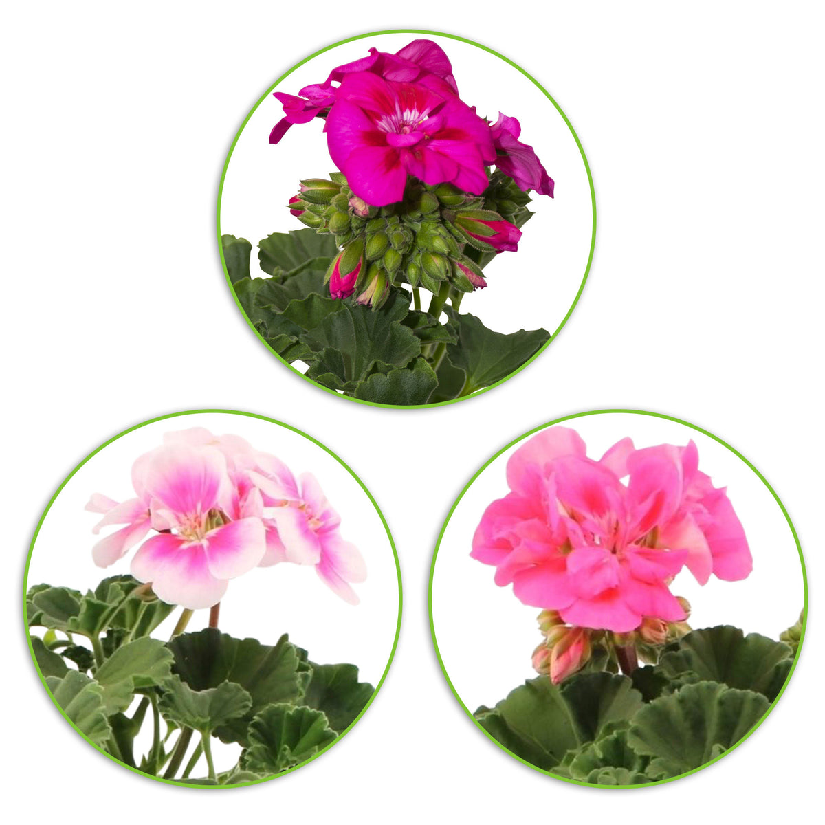 3x Geraniums Pelargonium zonale pink