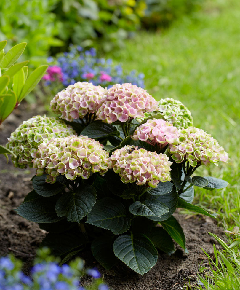 Bigleaf hydrangea Hydrangea 'Revolution Pink' Pink-Green - Hardy plant