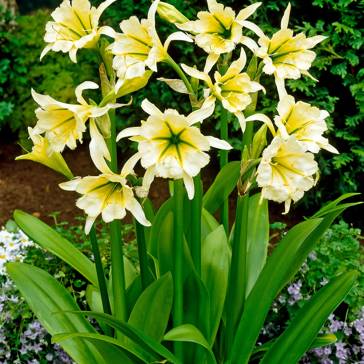 3x Ismene 'Sulphur Queen' yellow