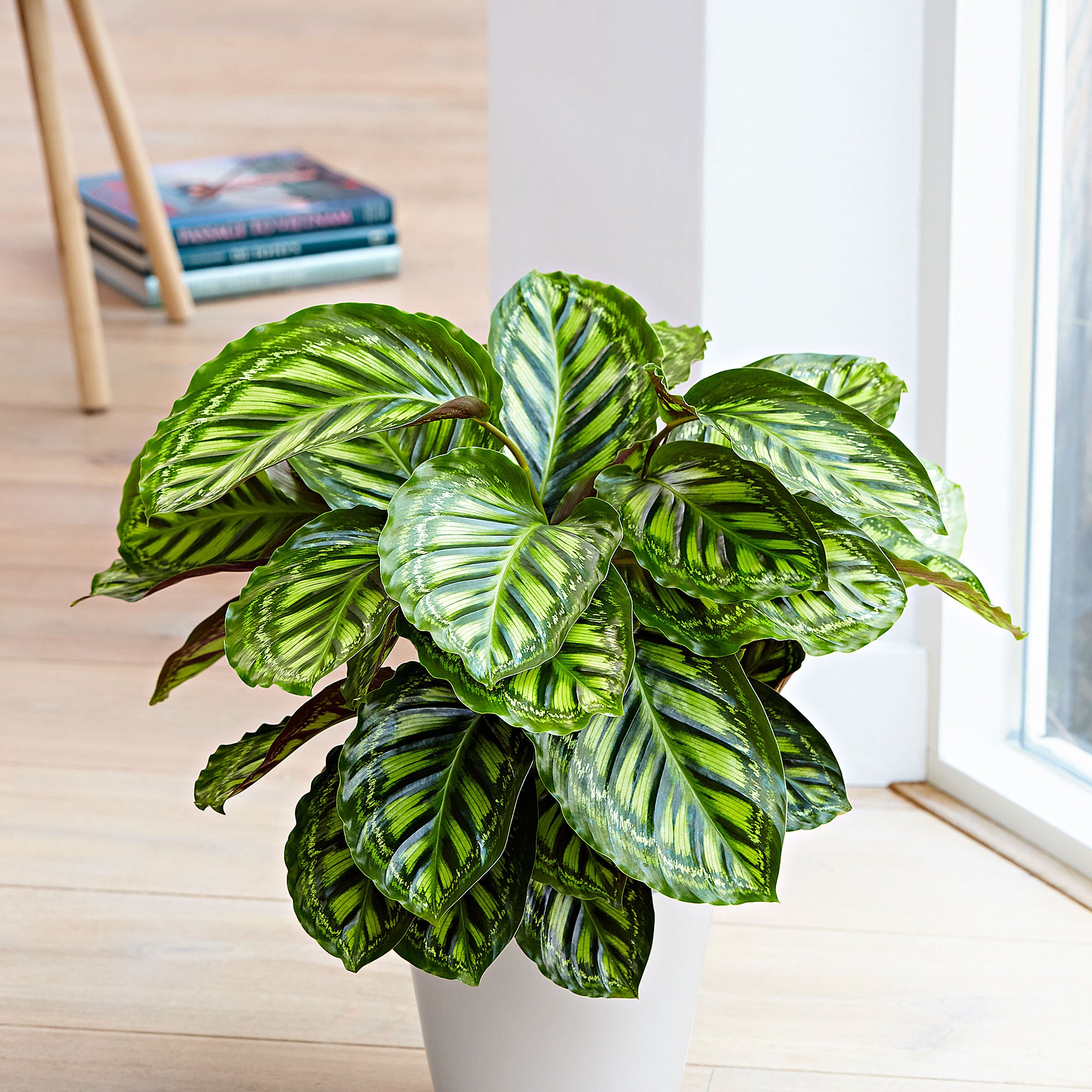Buy house plants now 2x Prayer Plant Calathea 'Flamestar'
