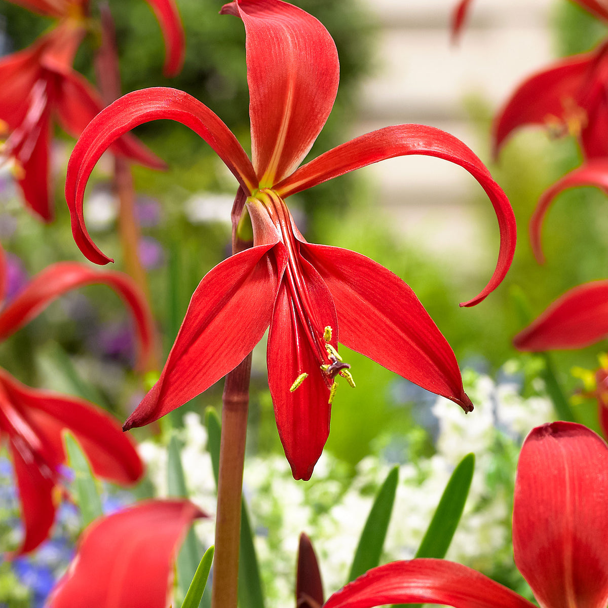 3x Sprekelia formosissima red