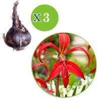 3x Sprekelia formosissima red