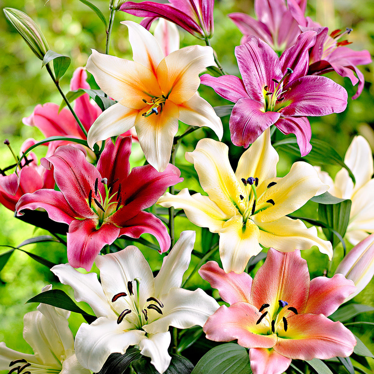 5x Lily Lilium - Mix 'Sky High'