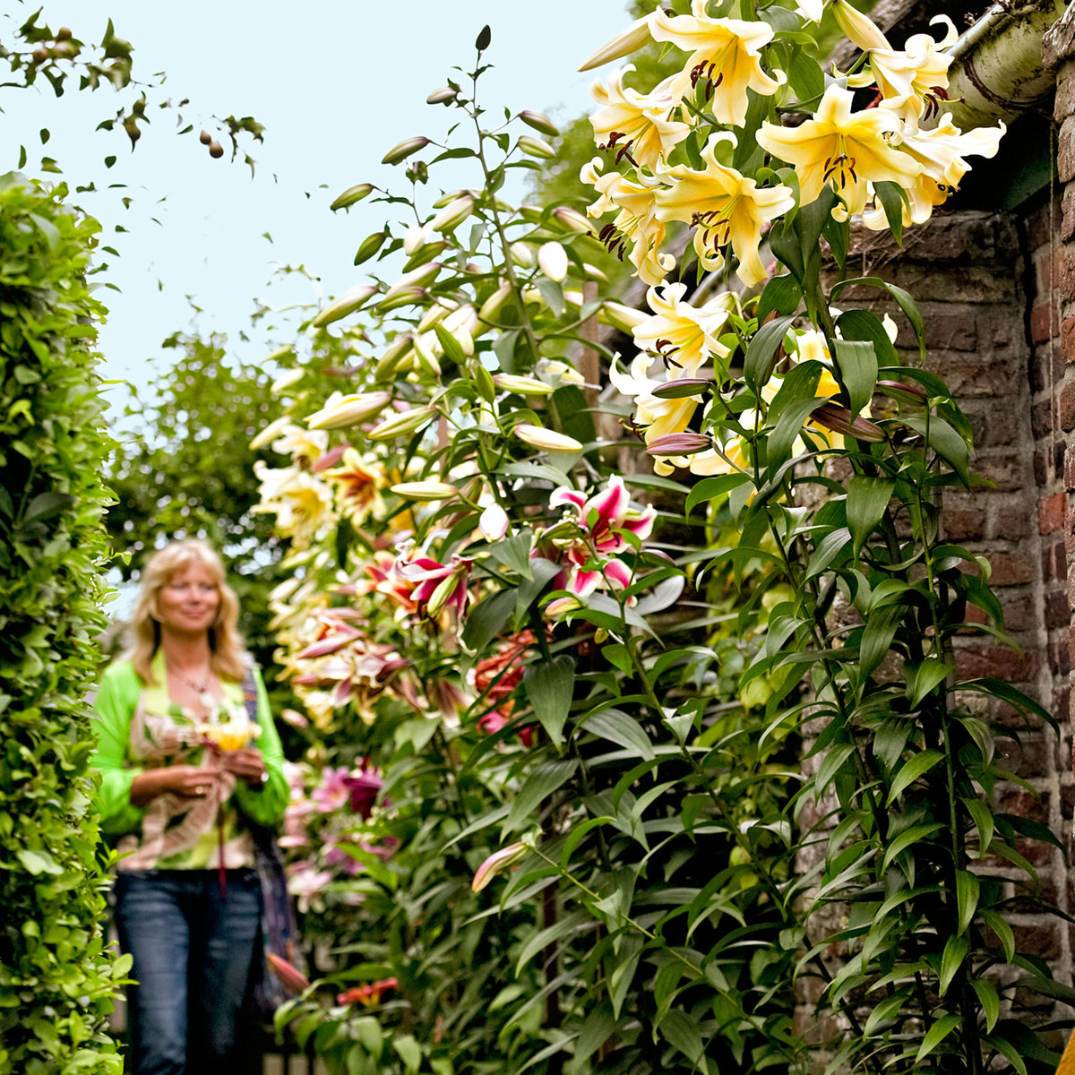 5x Lily Lilium - Mix 'Sky High'