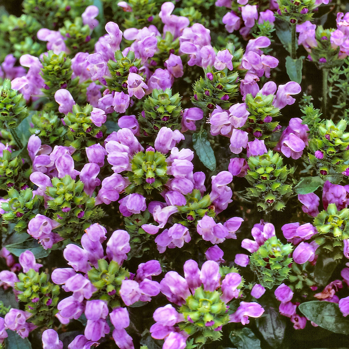 6x Prunella Prunella grandiflora purple - Hardy plant