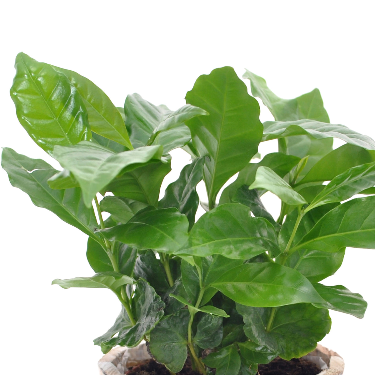 Coffee plant Coffea incl. wooden pot