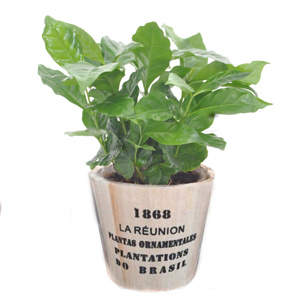 Coffee plant Coffea incl. wooden pot
