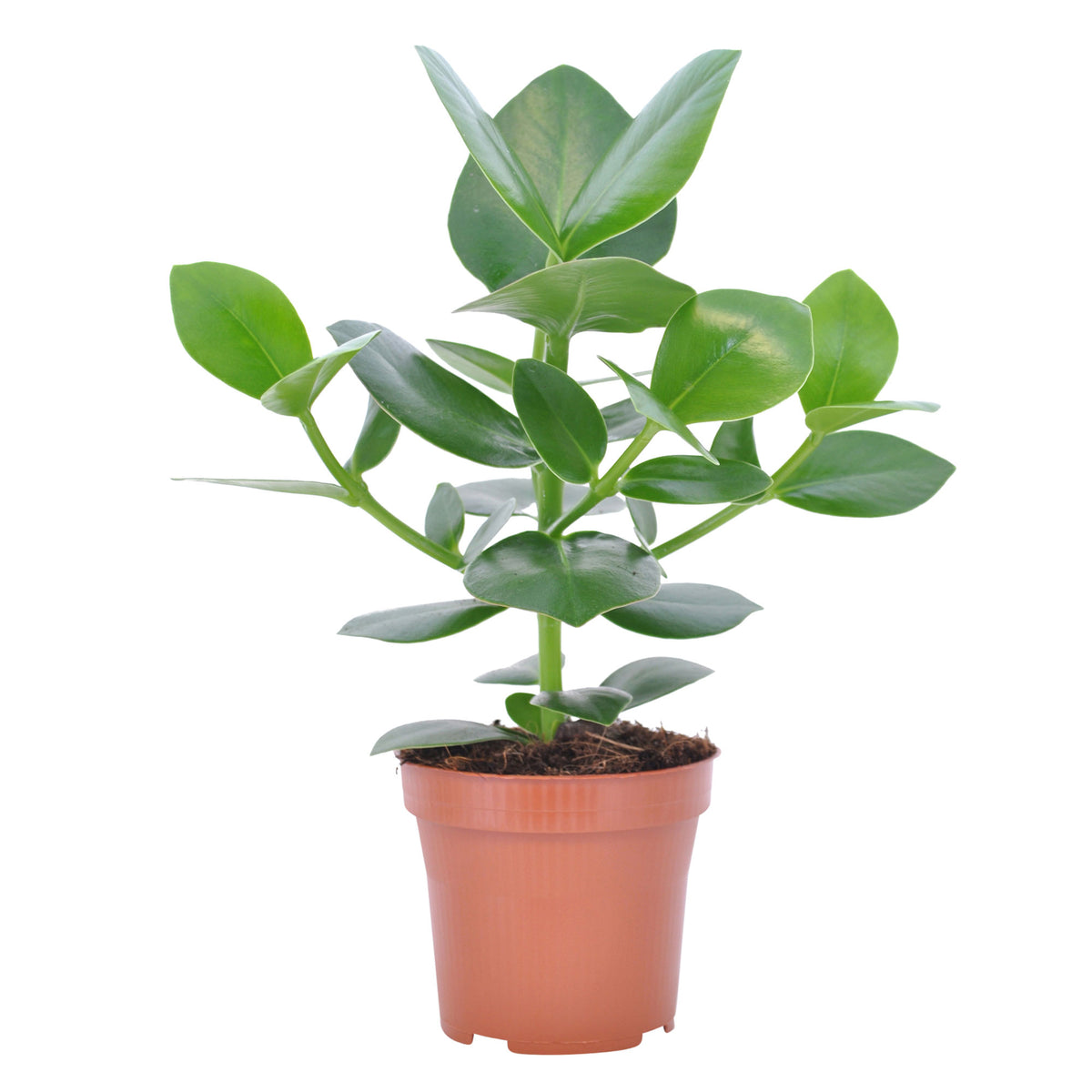 Clusia 'Princess'