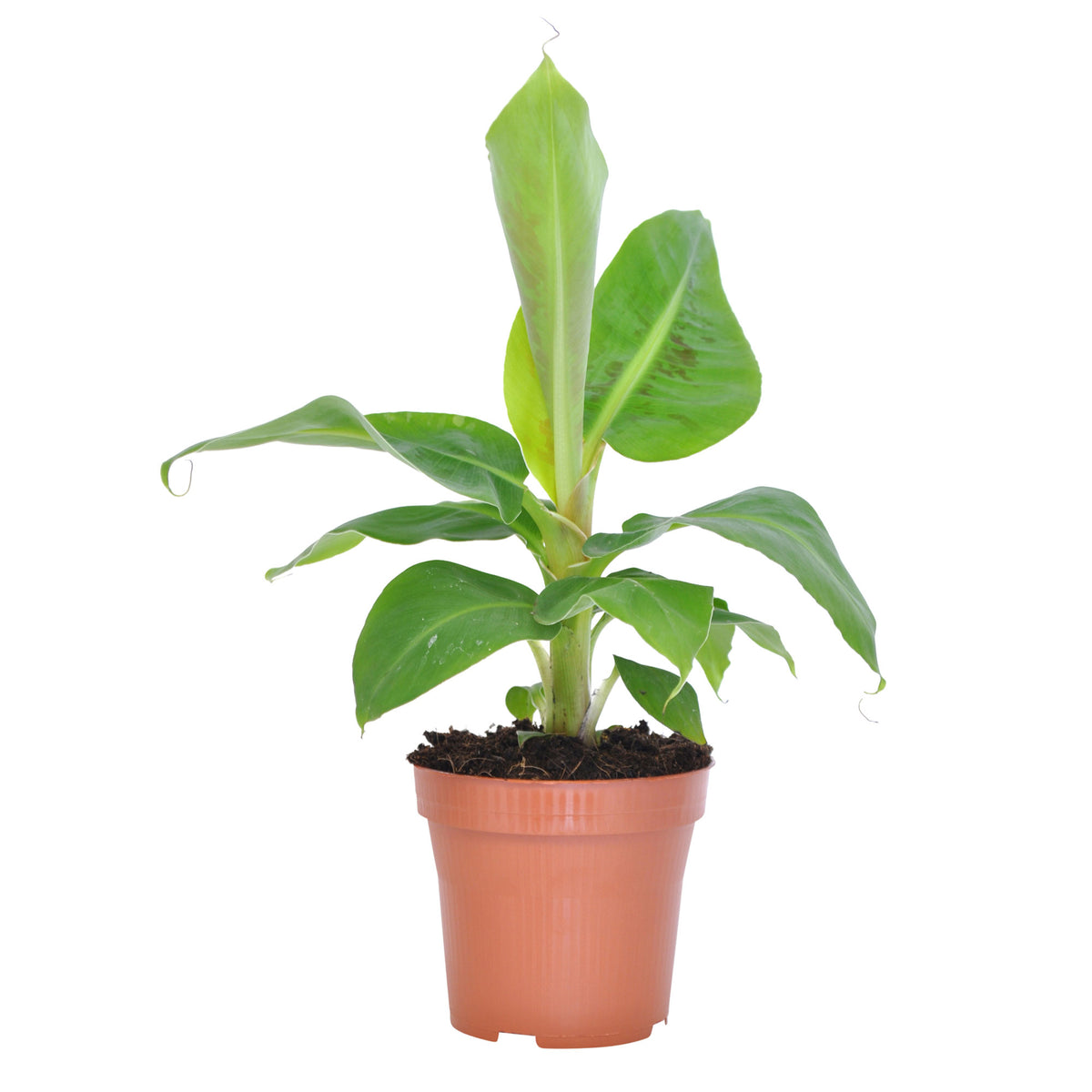 Banana plant Musa 'Oriental Dwarf'