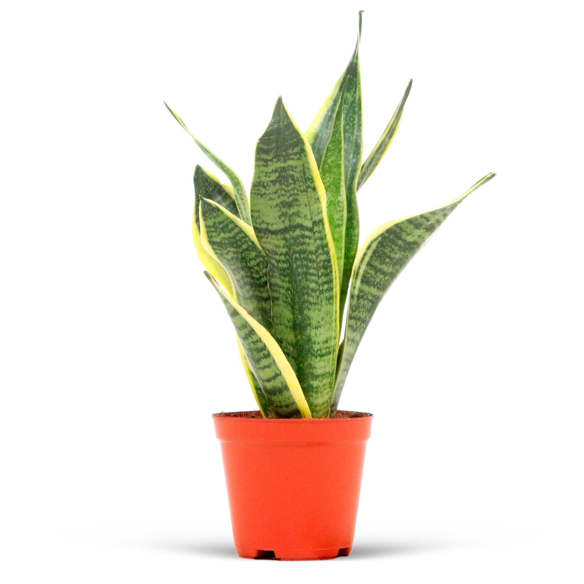 Snake plant Sansevieria 'Futura Superba'