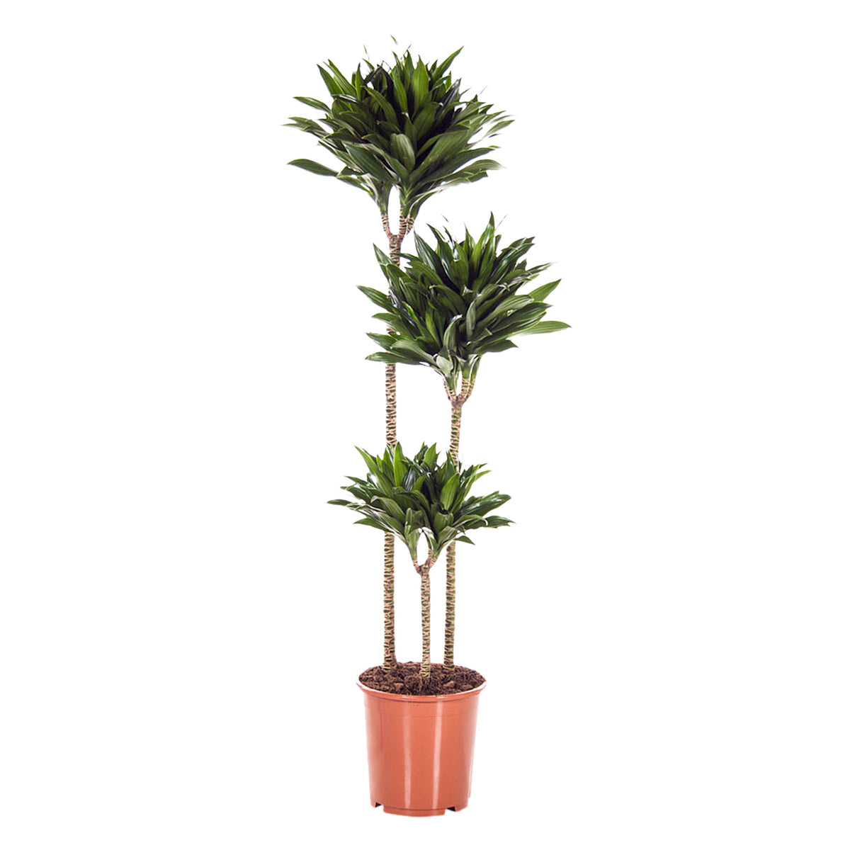 Dragon Tree Dracaena 'Compacta'