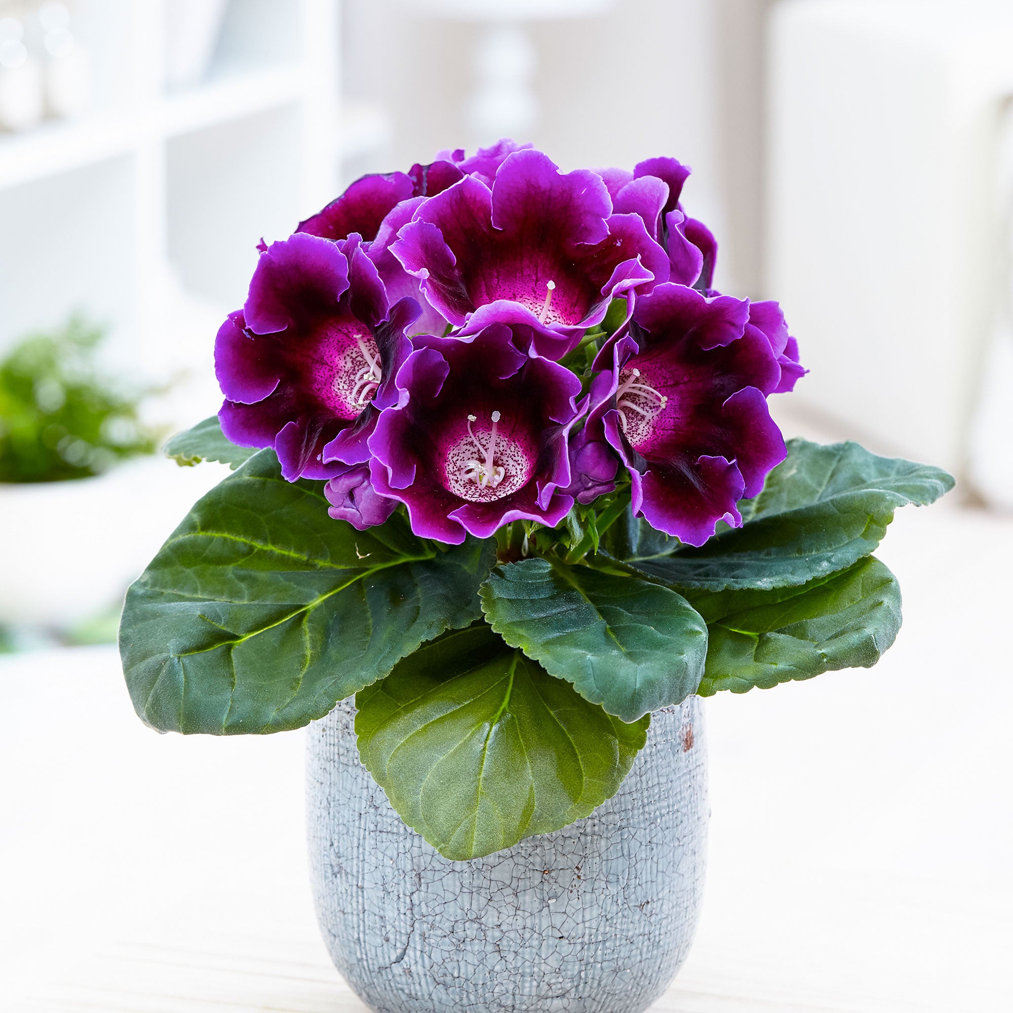 is gloxinia a potted plant Puppy Ears Sinningia speciosa Purple