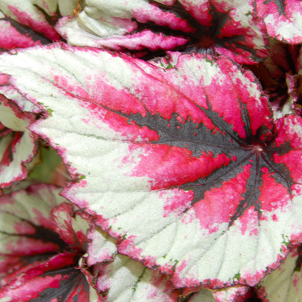 Painted-leaf Begonia 'Evening Glow'