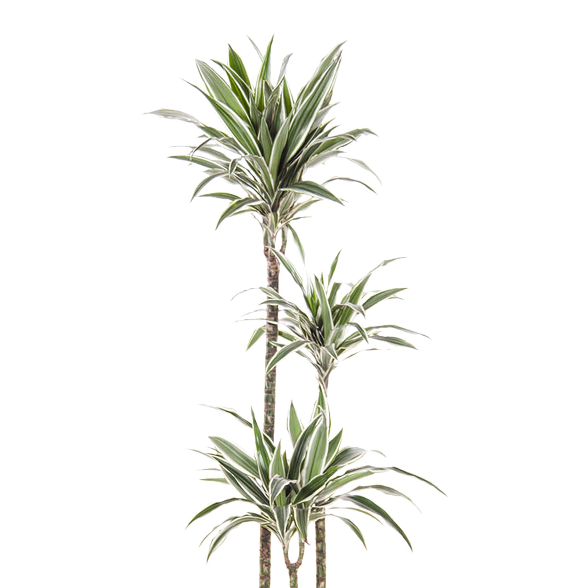white jewel dracaena Dragon Tree Dracaena 'White Jewel'