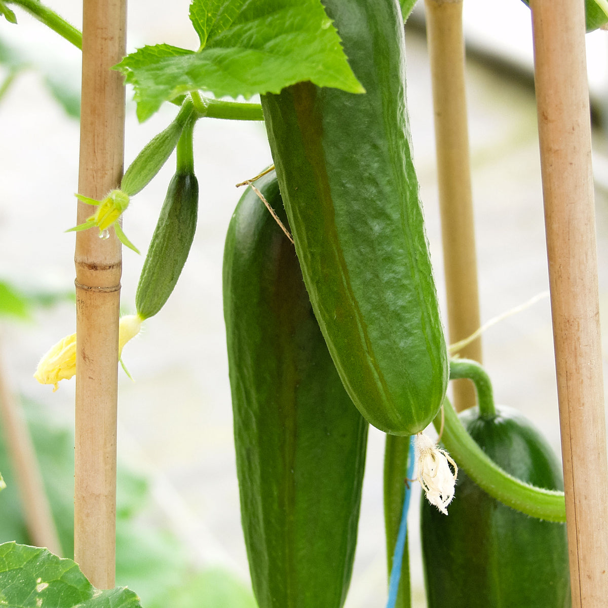 Cucumber Cucumis 'Iznik' 3 m² - Vegetable seeds