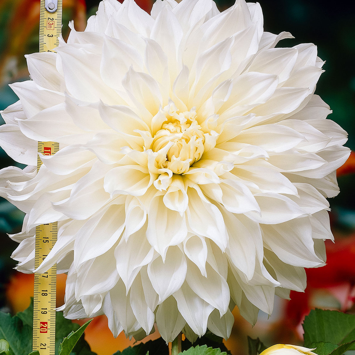 3x Dahlia 'Fleurel' White
