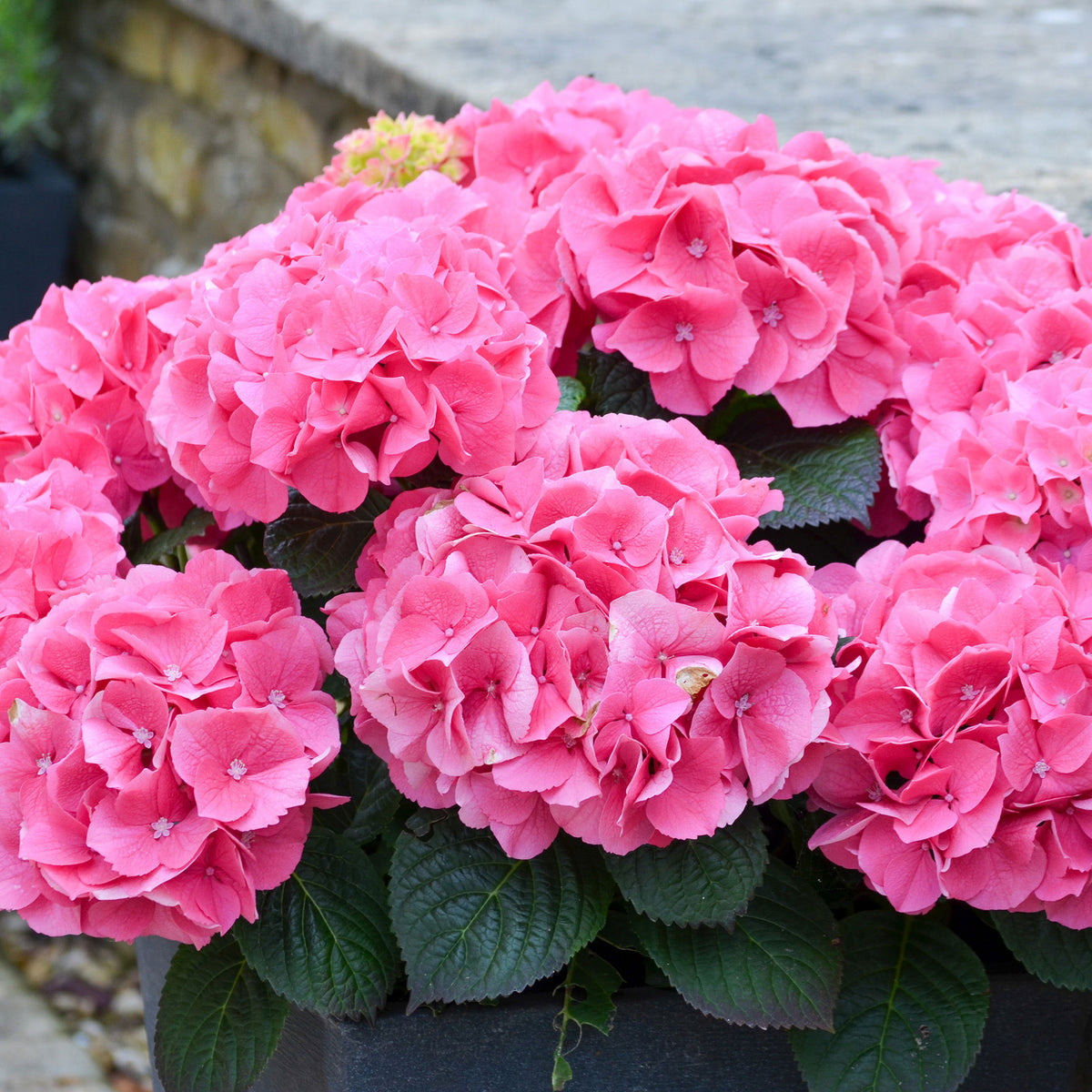 Bigleaf hydrangea Hydrangea 'Rosita' Pink - Hardy plant