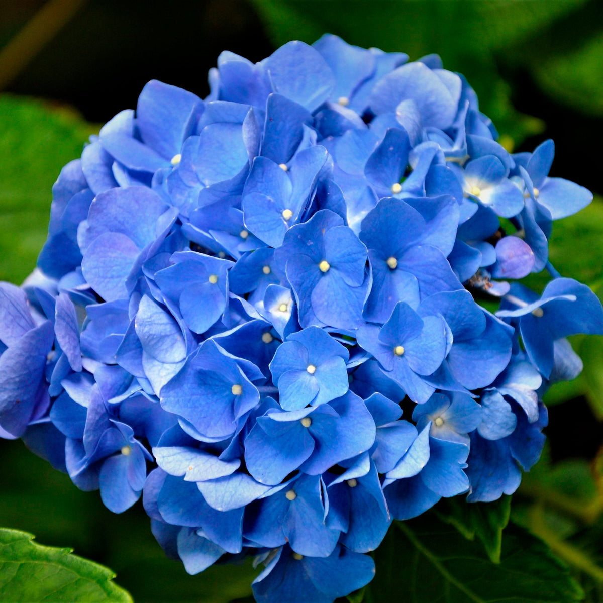 Bigleaf hydrangea Hydrangea macrophylla Blue - Hardy plant
