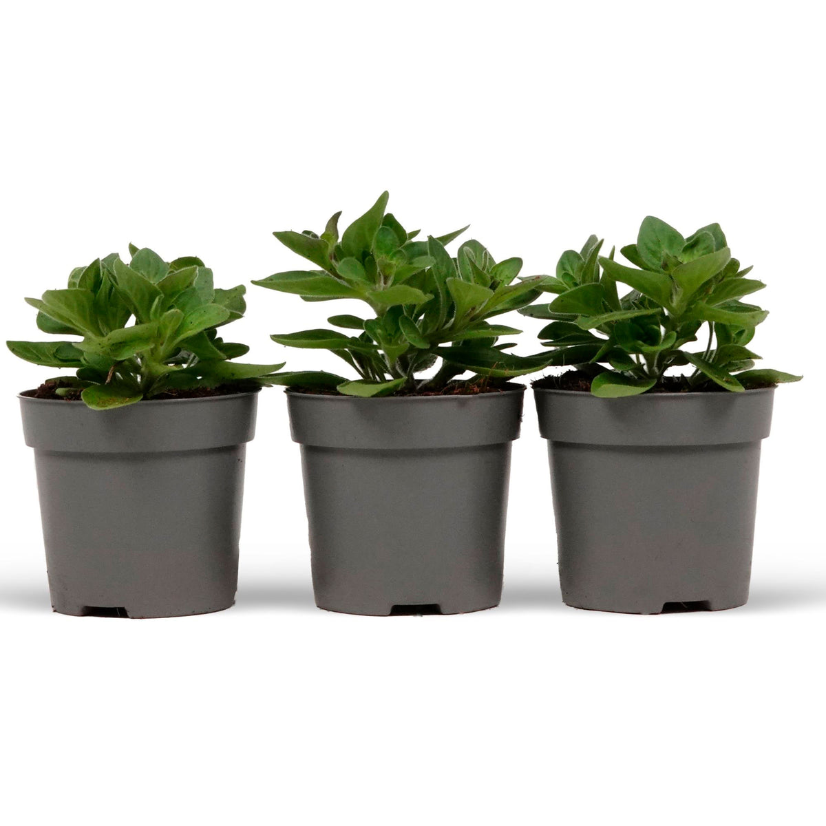 3x Petunia 'Alpetunia' - Mix