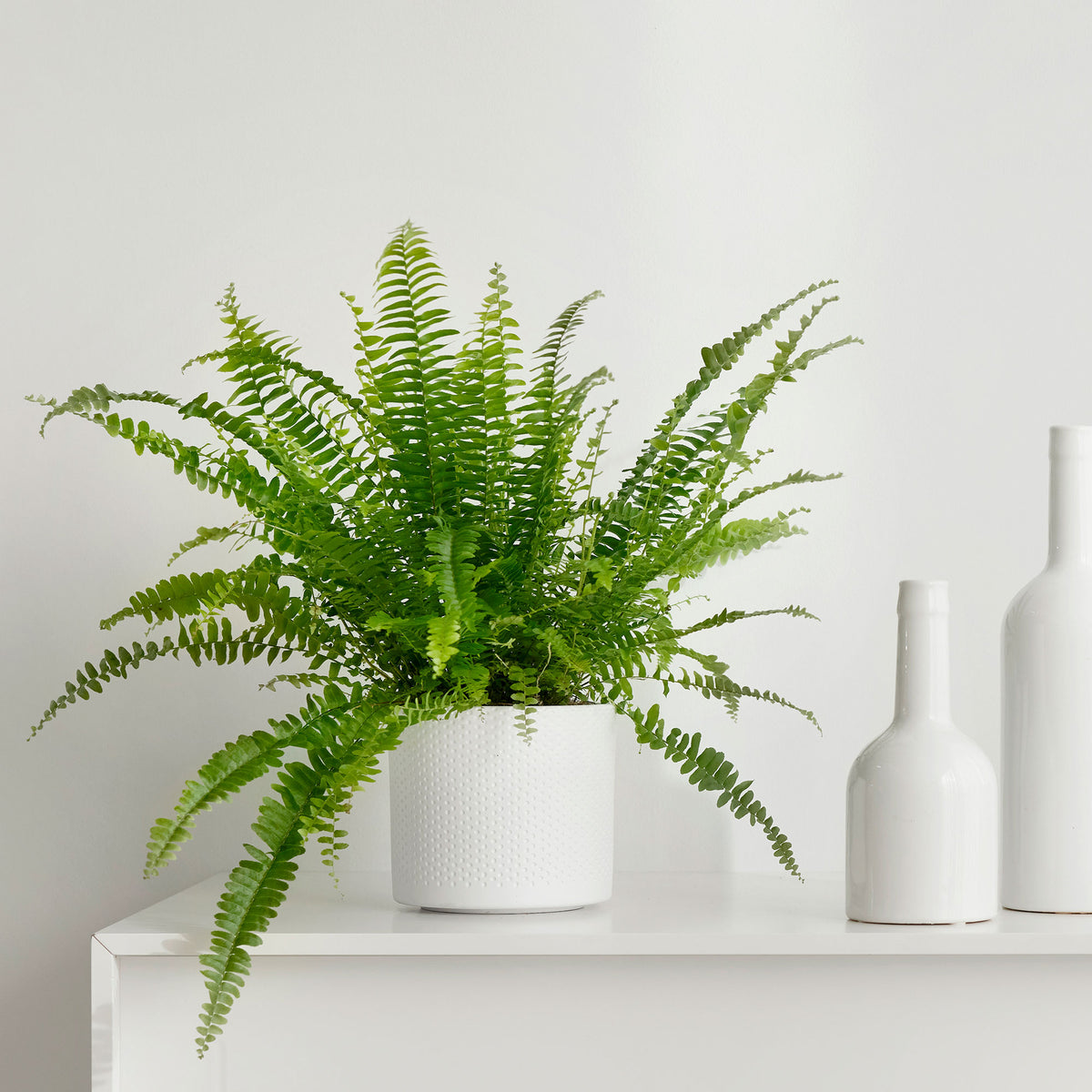 Sword fern Nephrolepis 'Green Lady'
