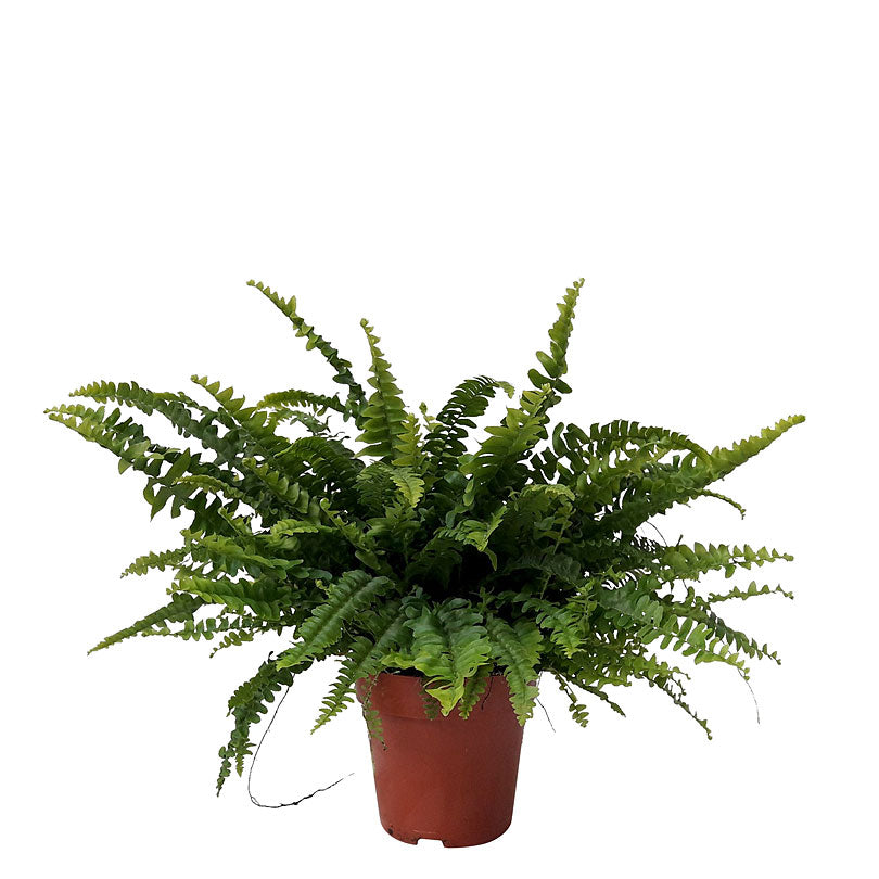 Sword fern Nephrolepis 'Green Lady'