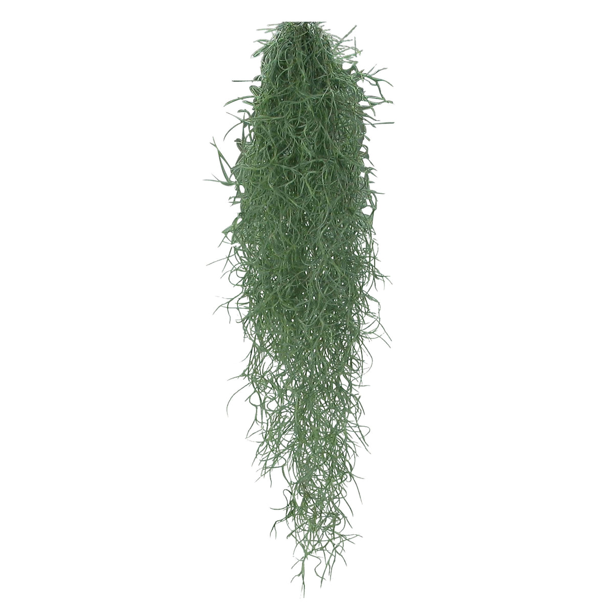 Bromelia Tillandsia usneoides - Hanging plant