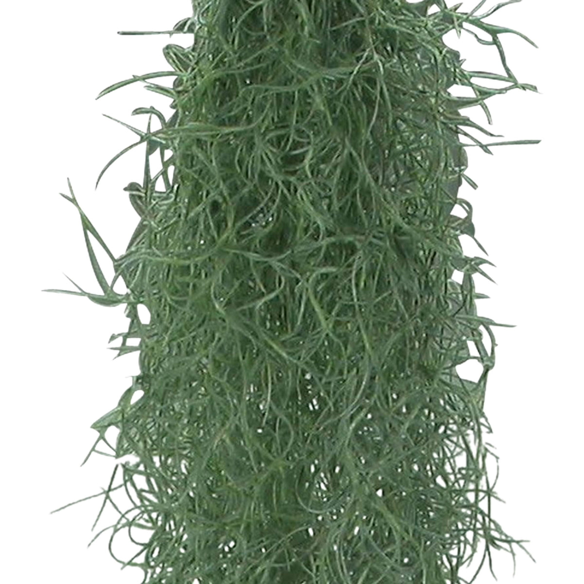 Bromelia Tillandsia usneoides - Hanging plant